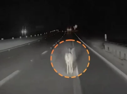 Tesla drives over a deer at full speed, driver’s dashcam shows