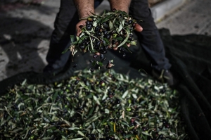 Street olives to the rescue: Squeezed Greeks harvest free oil from suburbs as prices soar